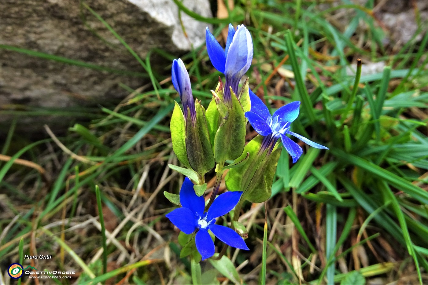 66 Genziana alata  (Gentiana utricolosa).JPG